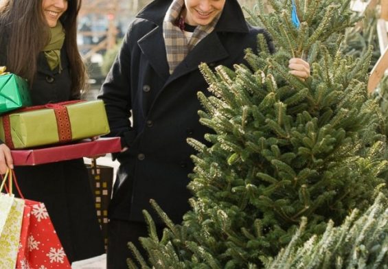 Buying A Tree