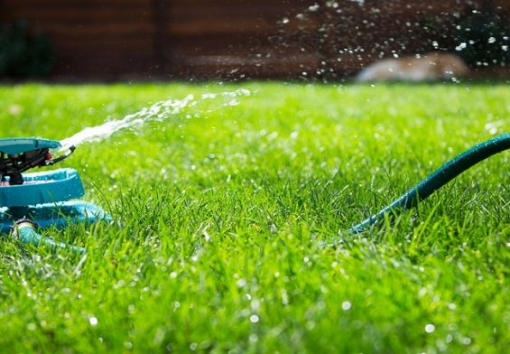 Tips for Your Lawn in Summer Time